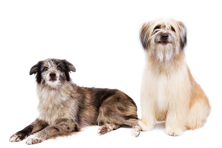 Puppies