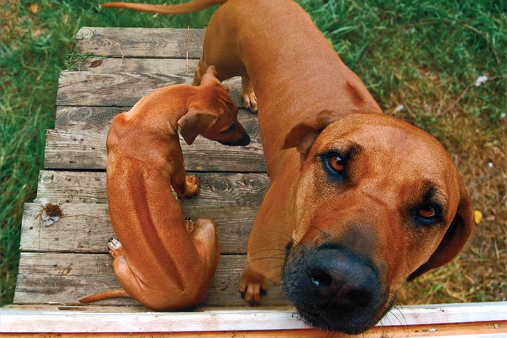 Puppies