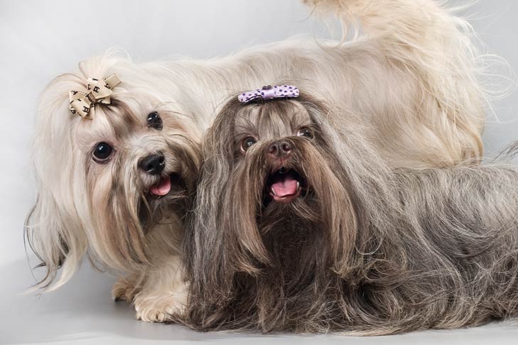 Puppies