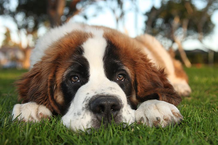 Puppies