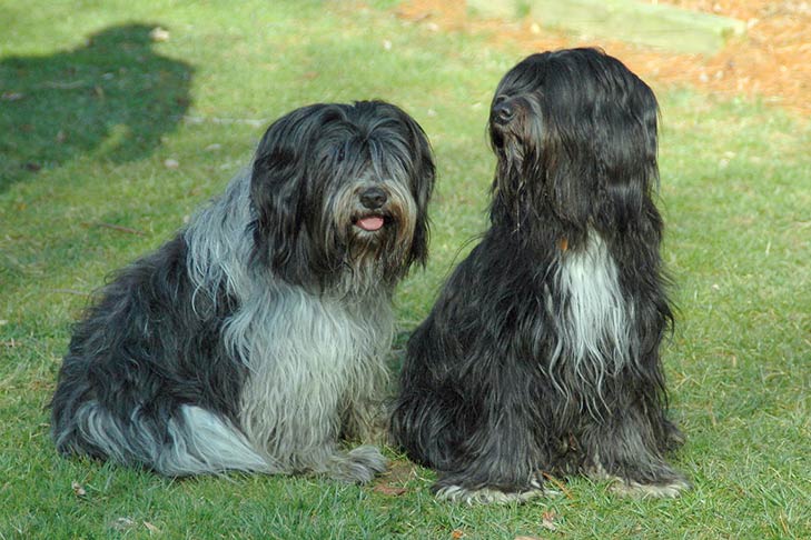 Puppies