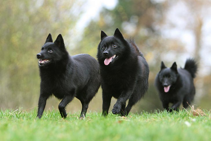 Puppies