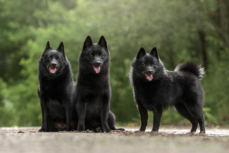 Puppies