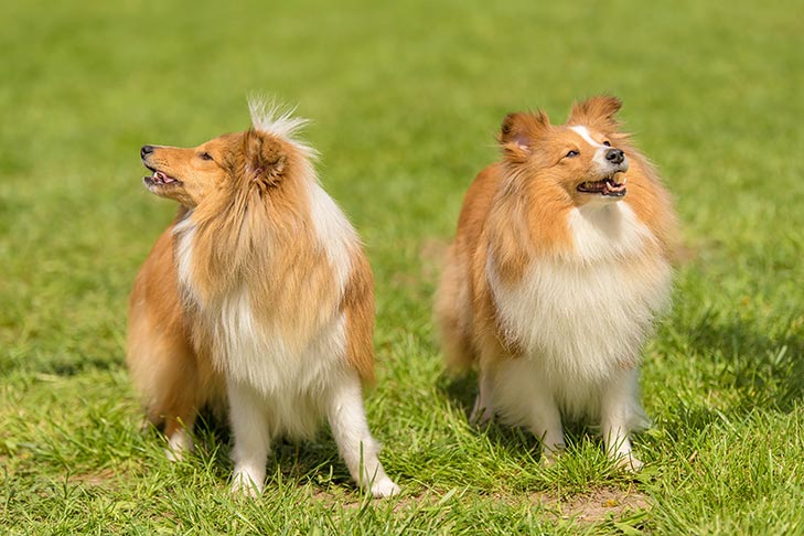 Puppies
