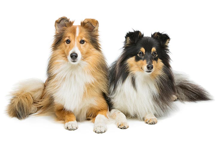Puppies