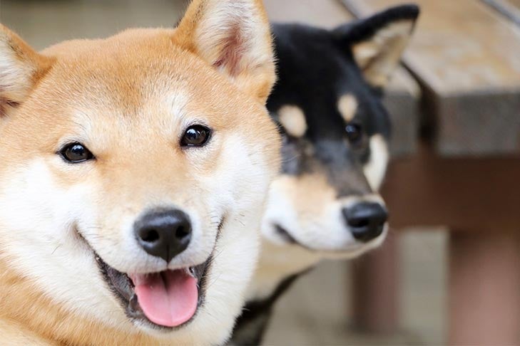 Puppies