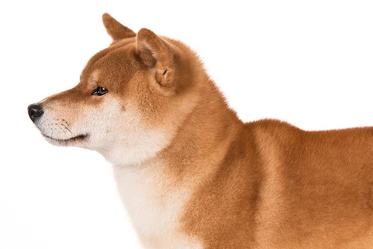 Puppies