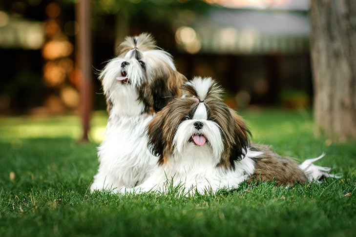 Puppies