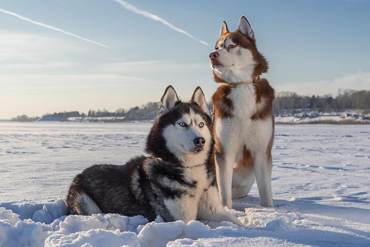 Puppies