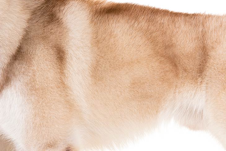 Puppies