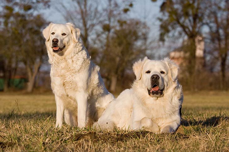 Puppies