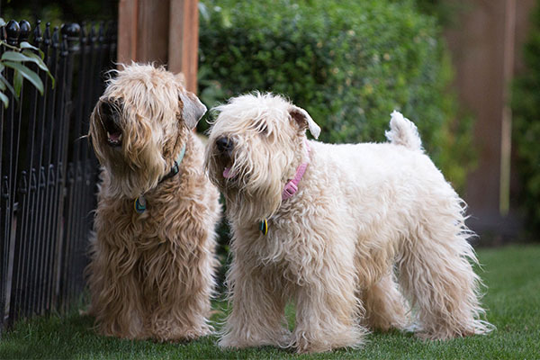 Puppies