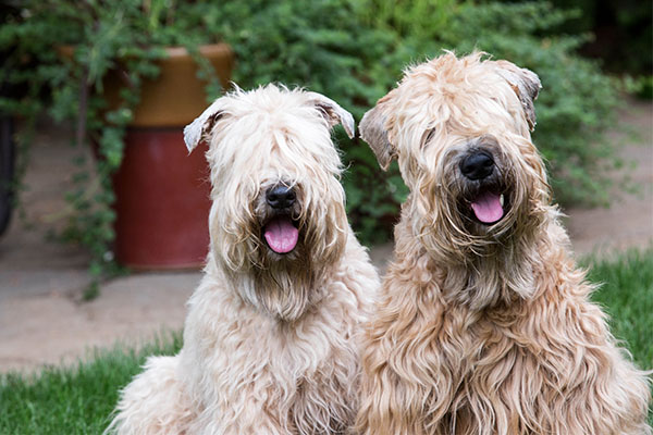 Puppies