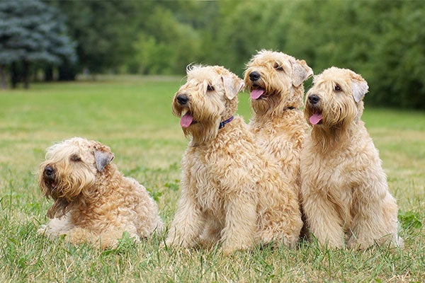 Puppies