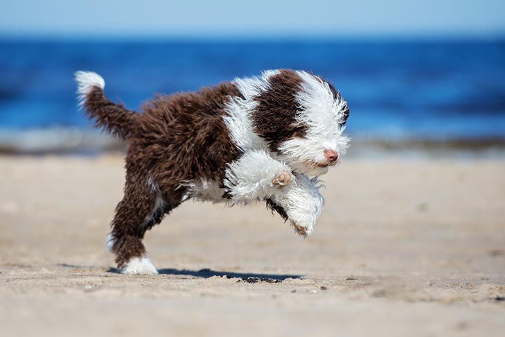 Puppies