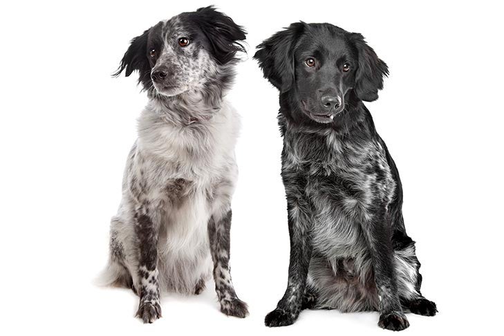 Puppies