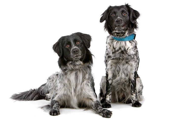 Puppies