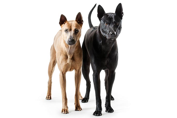 Puppies