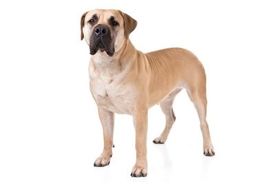 布波犬