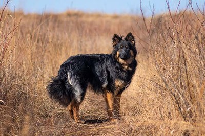 波西米亚牧羊犬