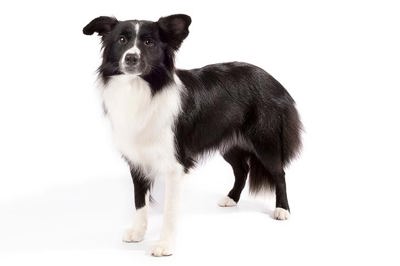 边境牧羊犬
