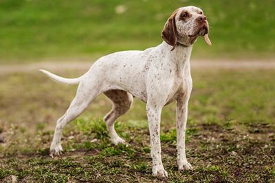 波旁布拉克犬