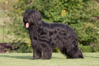伯瑞犬