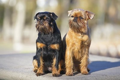 布鲁塞尔格里芬犬