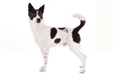 卡南犬