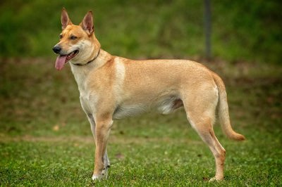 卡罗莱纳犬