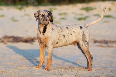 加泰霍拉豹犬