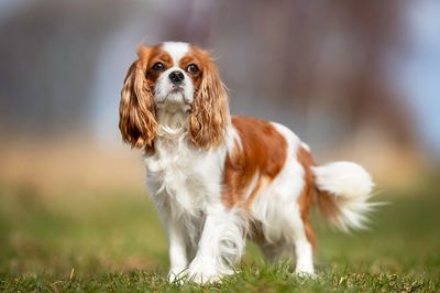 骑士查理王小猎犬