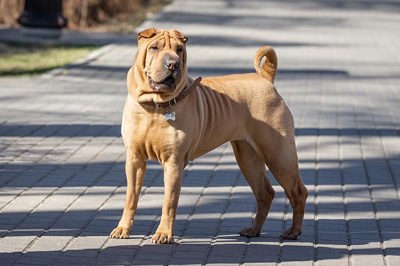 沙皮犬