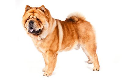 松狮犬