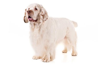 克伦伯犬