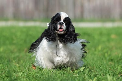 可卡犬