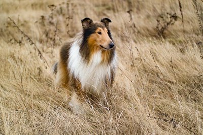 柯利犬
