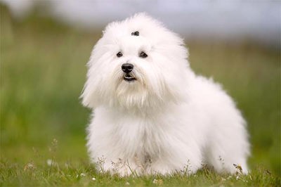 图莱亚尔绒毛犬