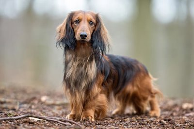 腊肠犬
