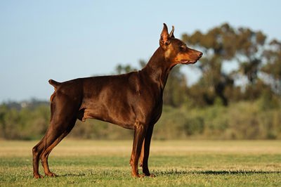 杜宾犬