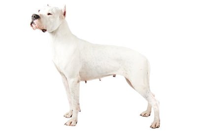 阿根廷杜高犬
