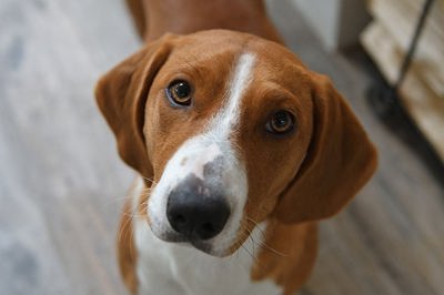瑞典腊肠犬