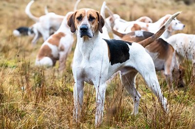 英国猎狐犬