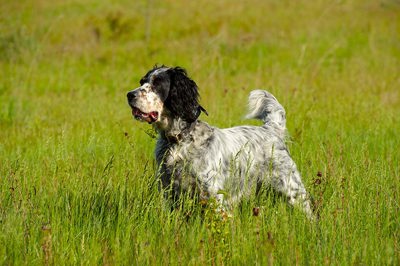 英国塞特犬