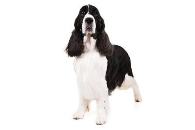 史宾格犬