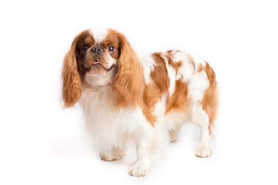 英国玩具犬