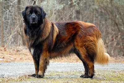 埃斯特卑拉山犬