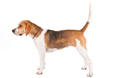 哈利犬