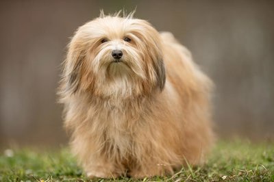 哈瓦那犬