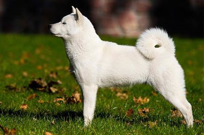 北海道犬